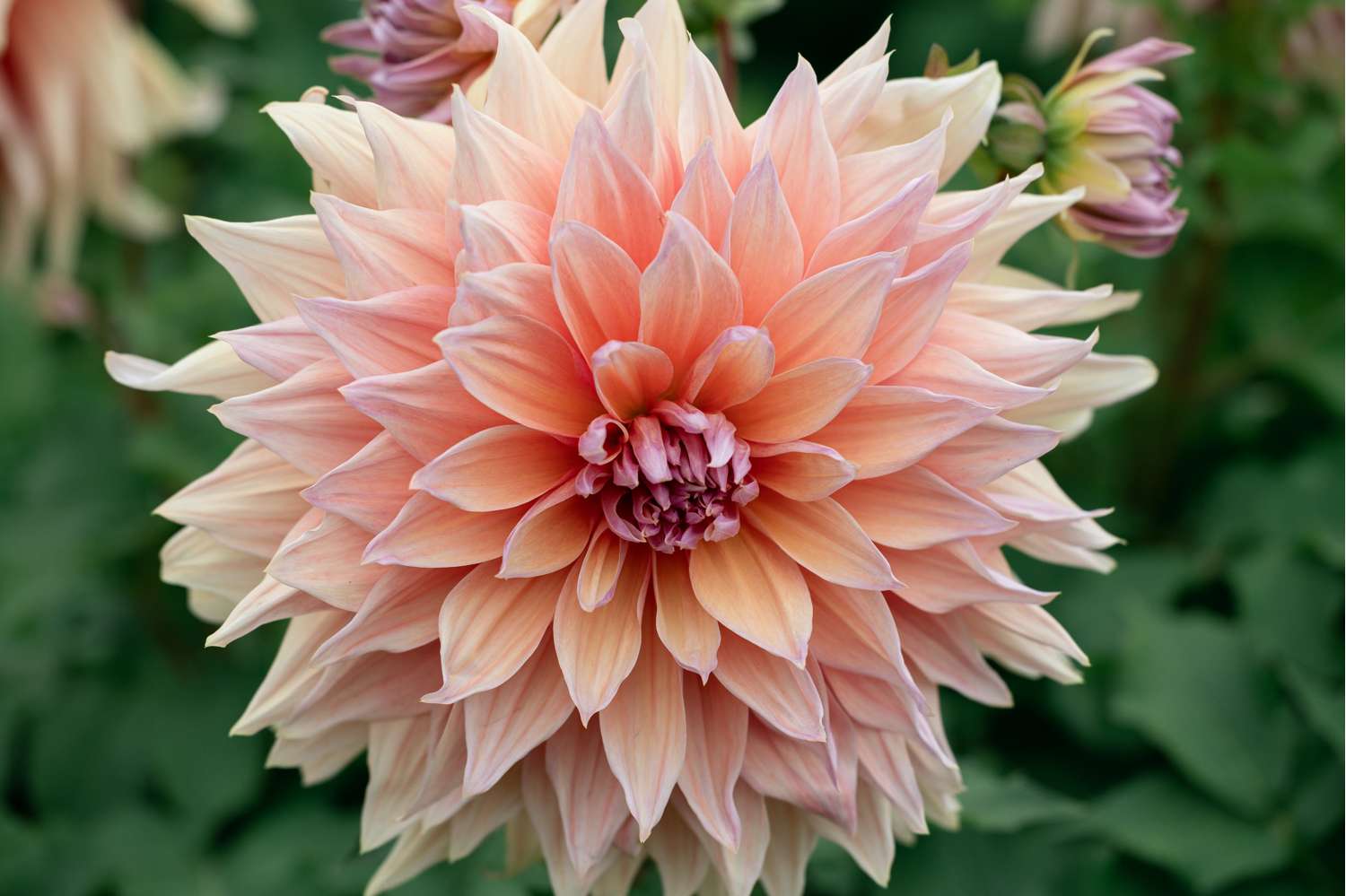 Daalia 'Mango Madness'